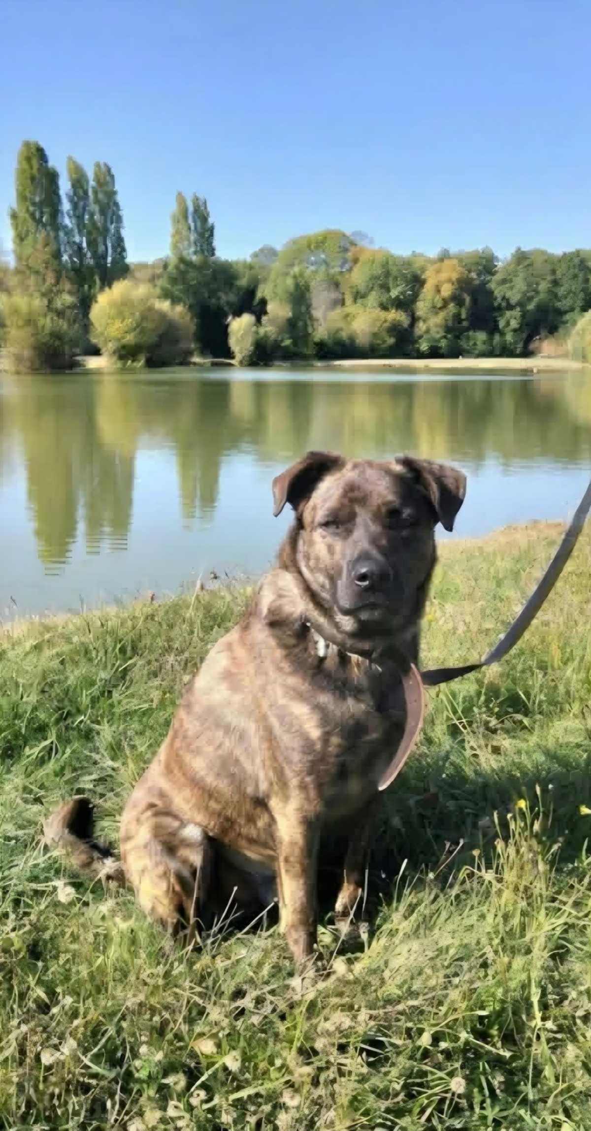 Adoption Tex