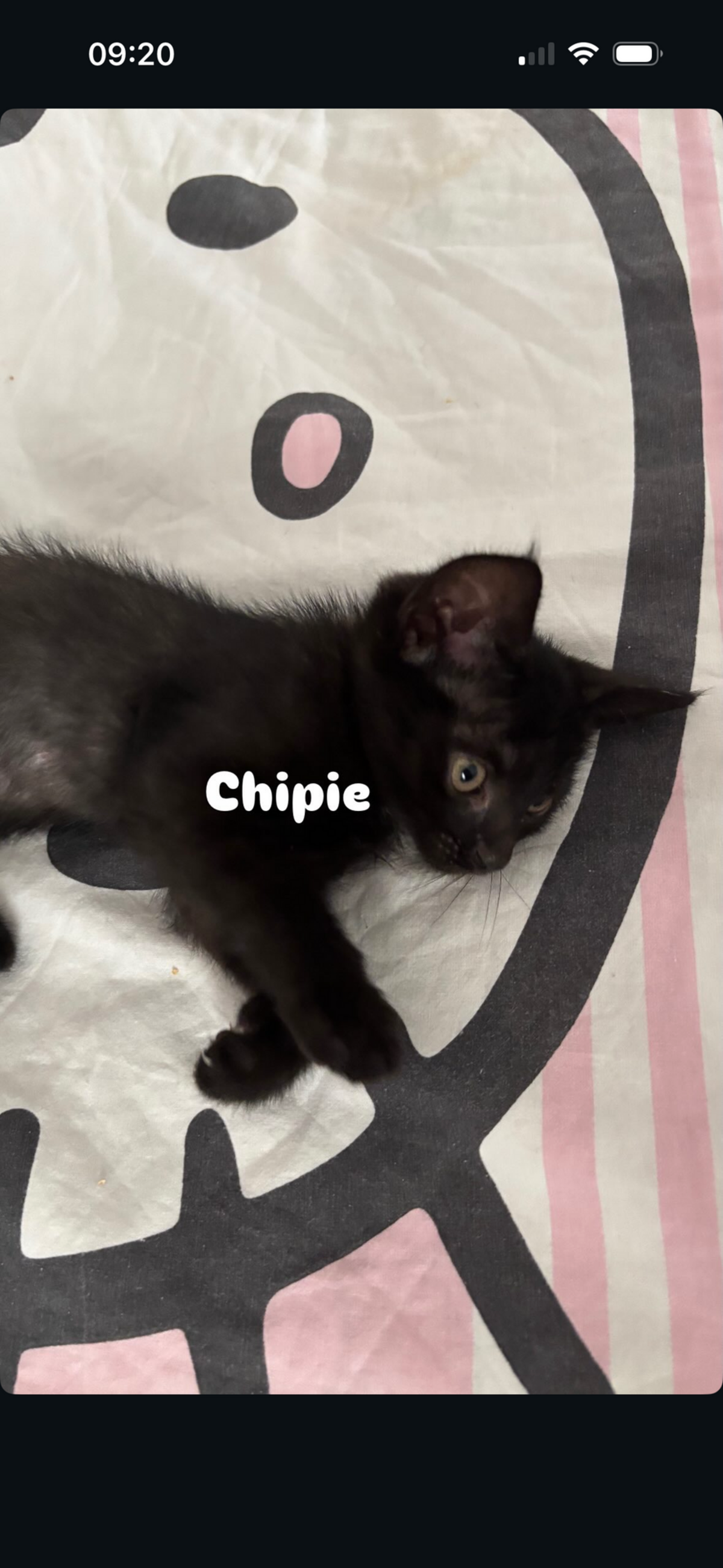 Adoption CHIPIE