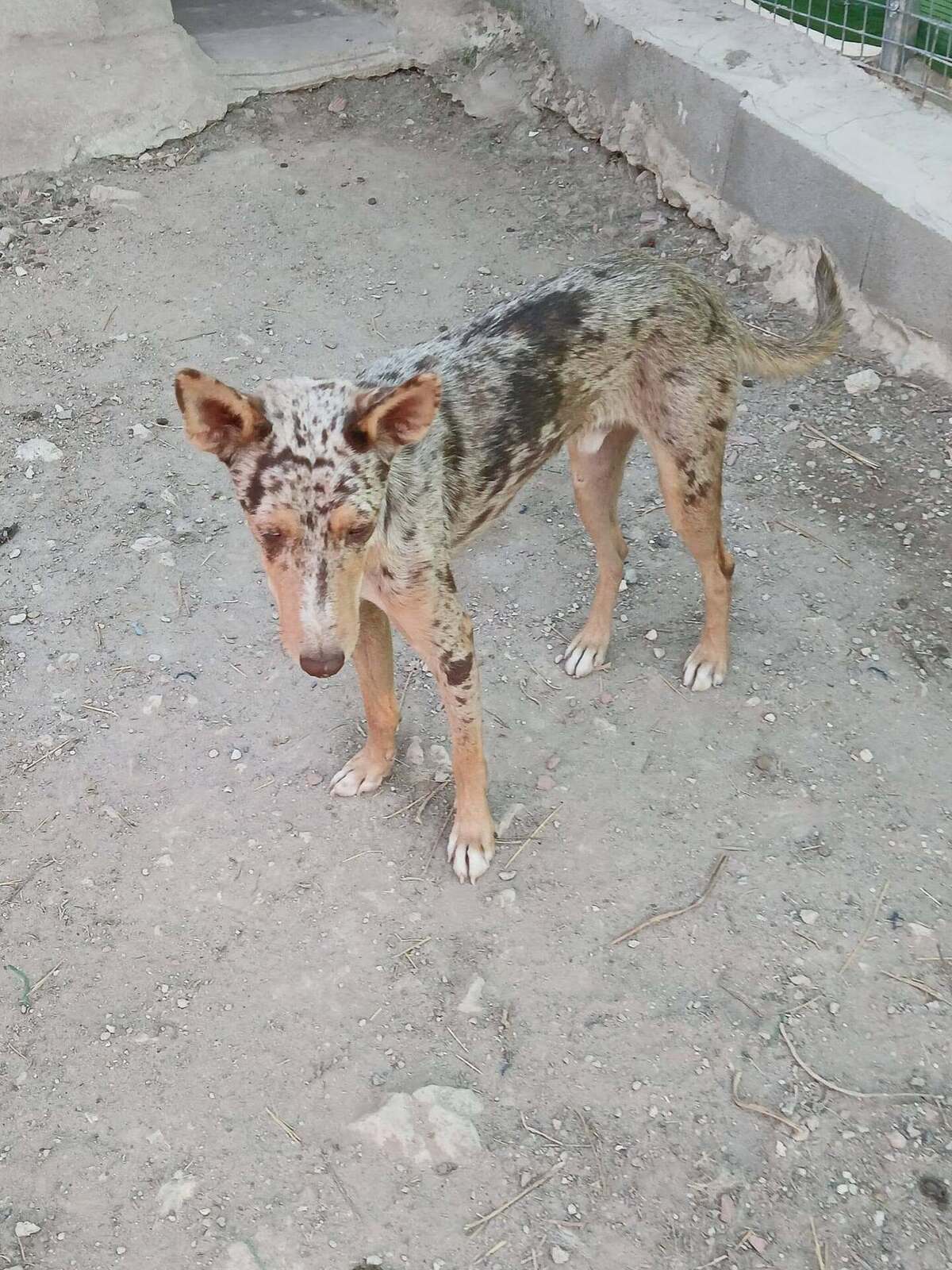Adoption Epi
