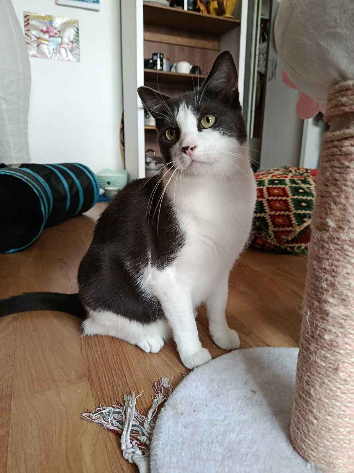 Adoption Truffe