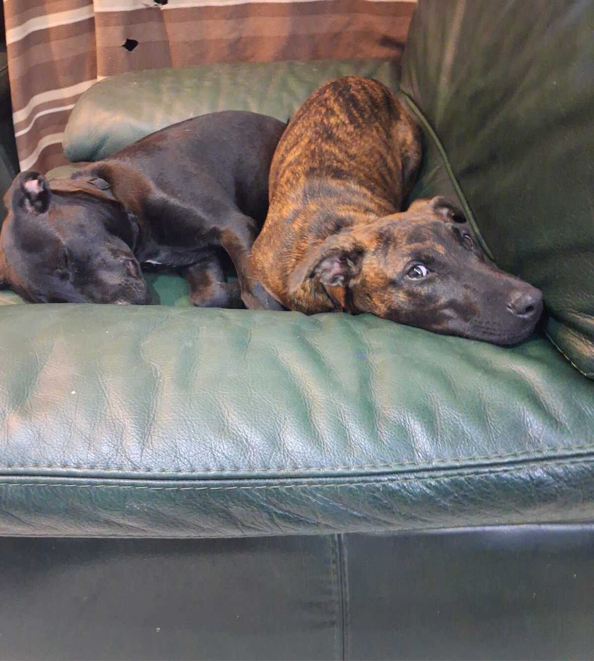 Adoption Stormy 