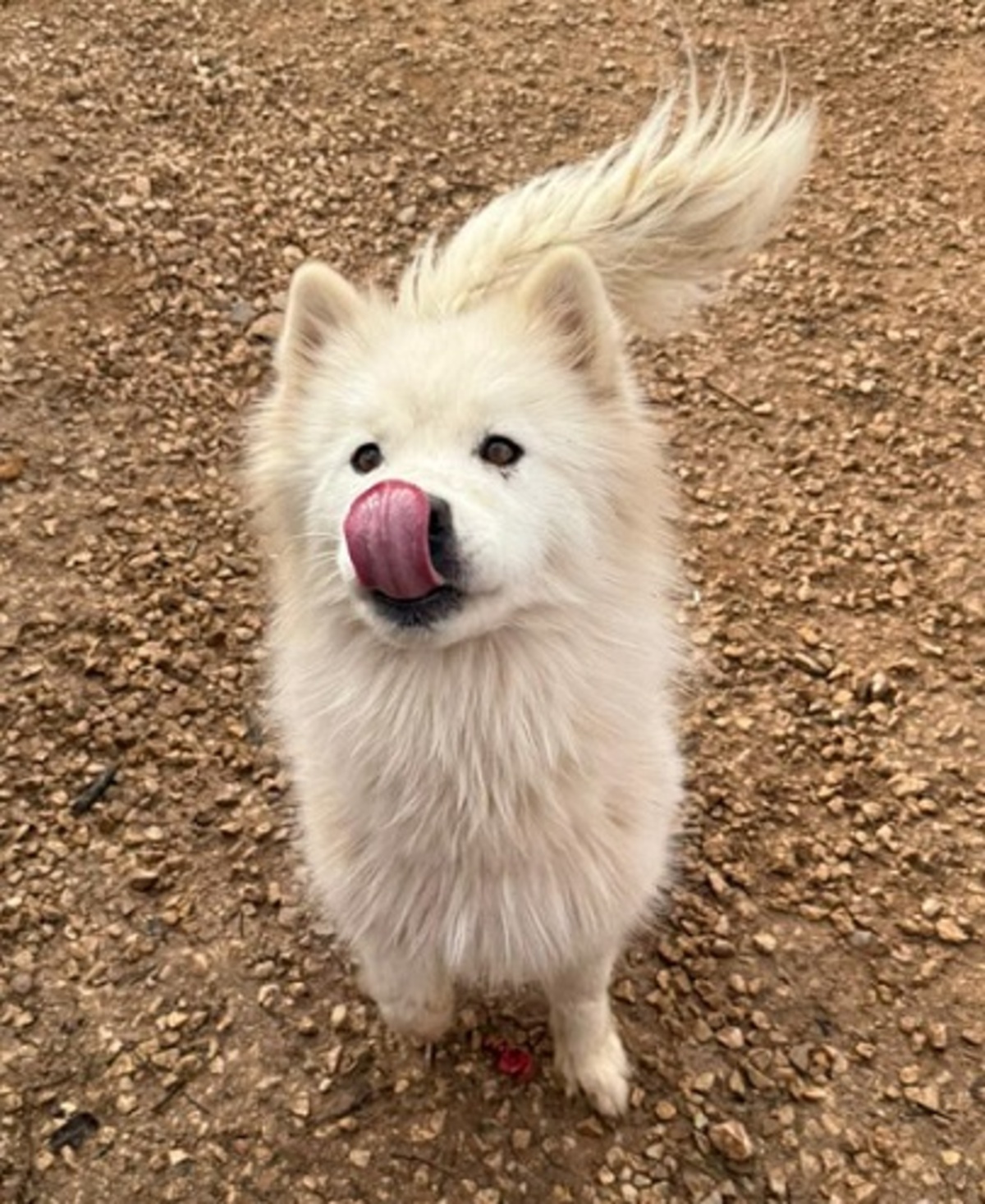 Adoption Cloud