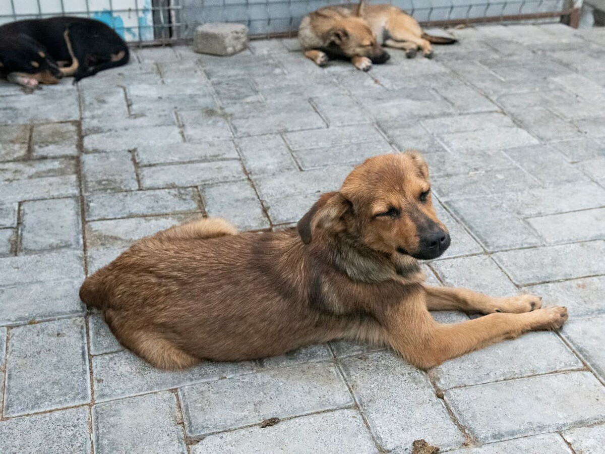 Adoption Babou