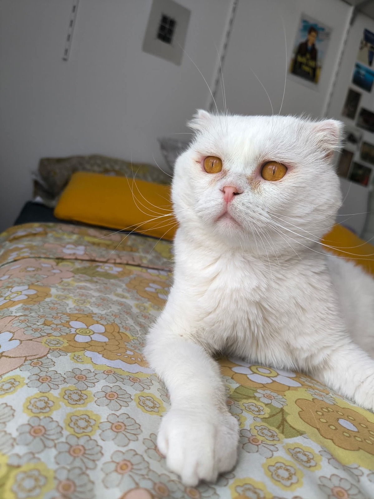 Adoption Nestor