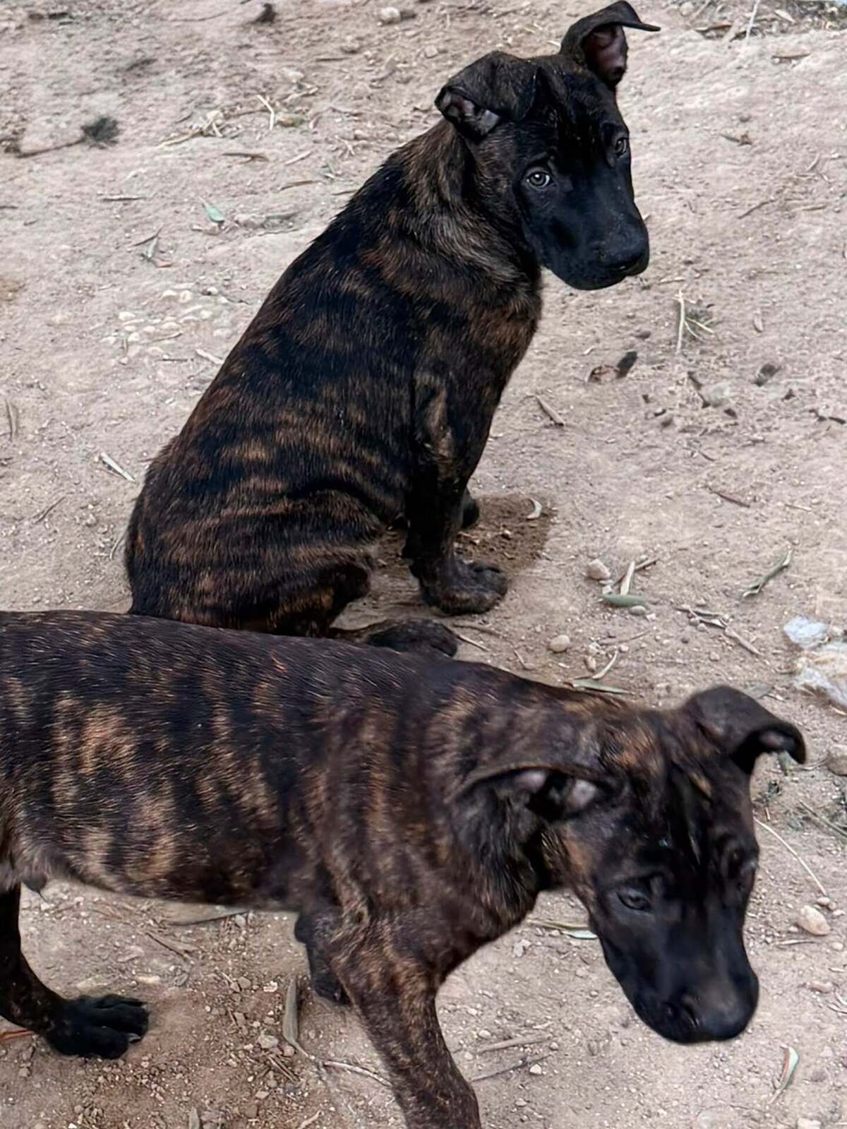 Adoption Billy Djin