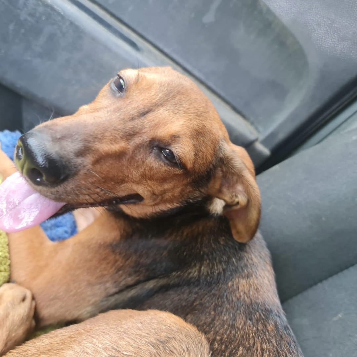 Adoption Paprika