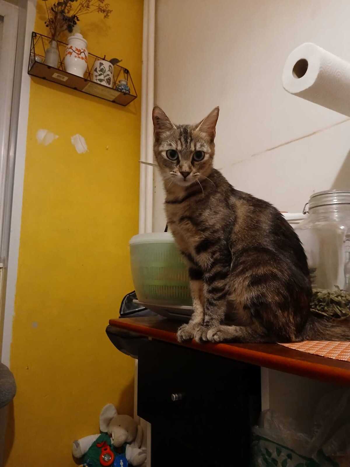 Adoption Mai Mai
