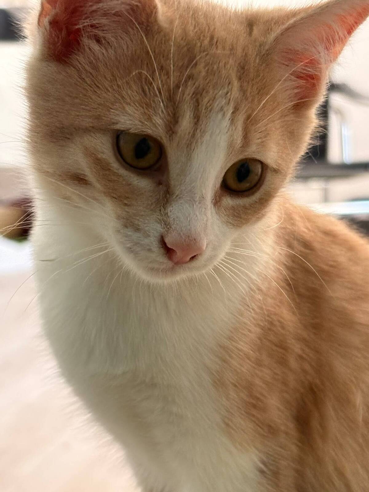 Adoption Bowie