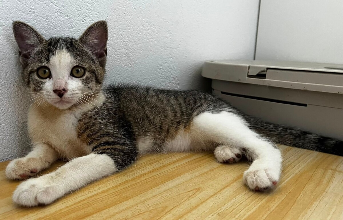 Adoption BELETTE
