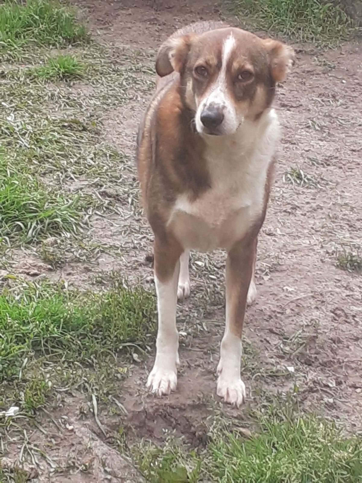 Adoption Félicia