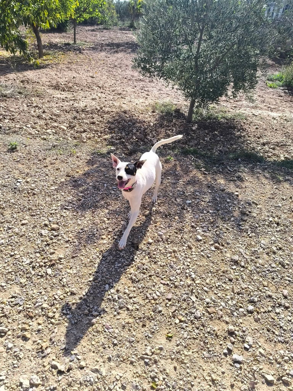 Adoption Paloma