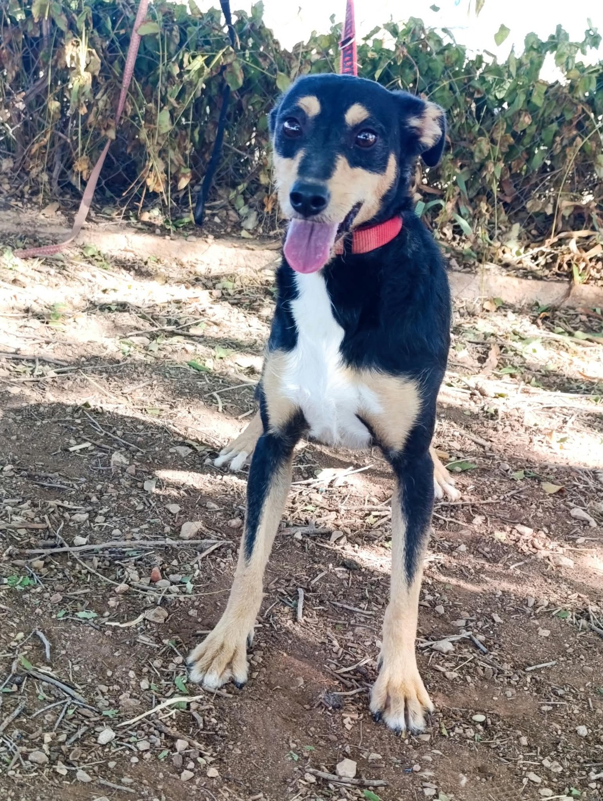 Adoption Estrella