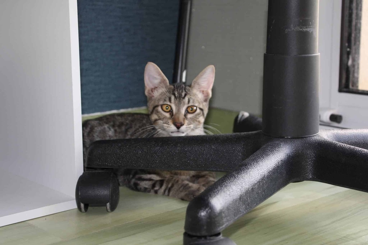 Adoption Banjo