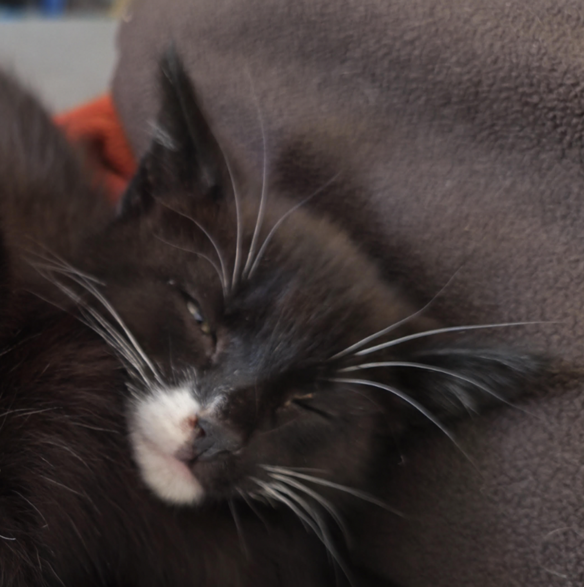 Adoption Ramses