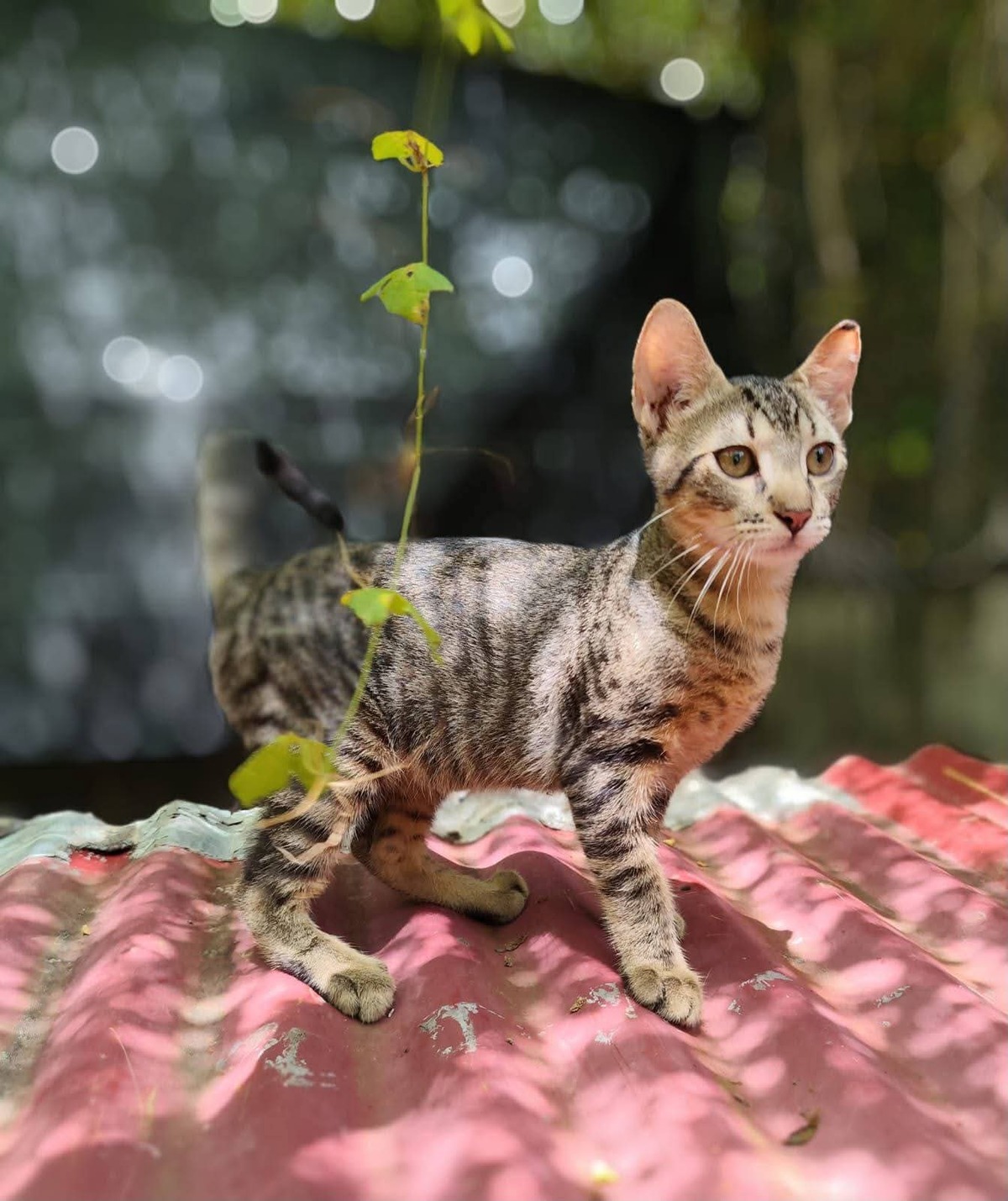 Adoption Bambou 