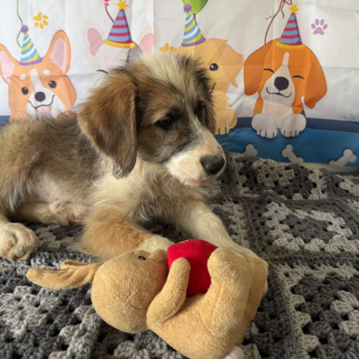 Adoption Salazie