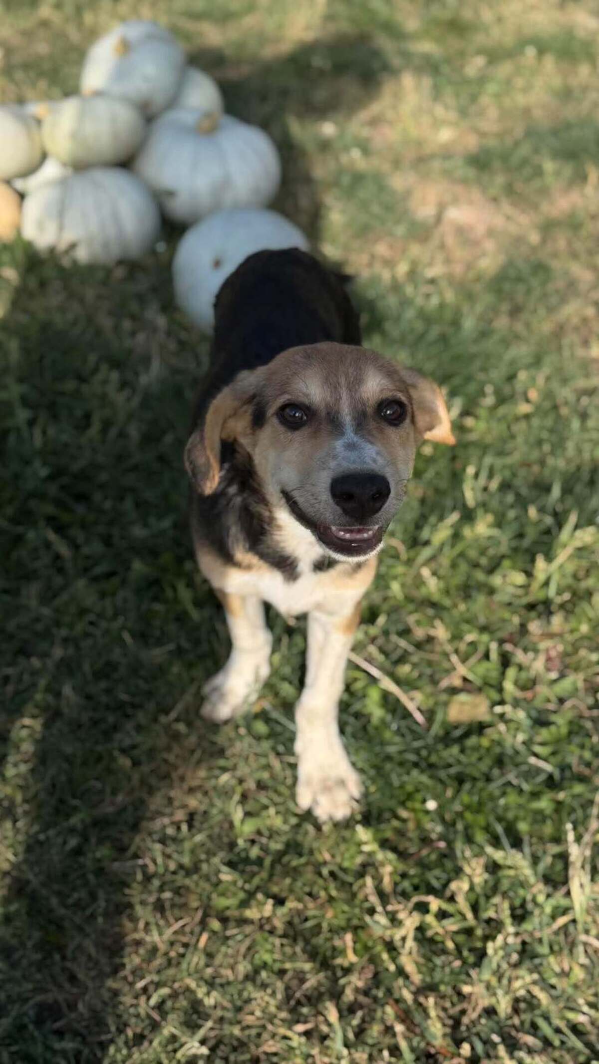 Adoption Sherlock