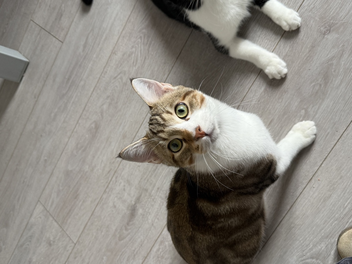 Adoption Ozzy et Eliott