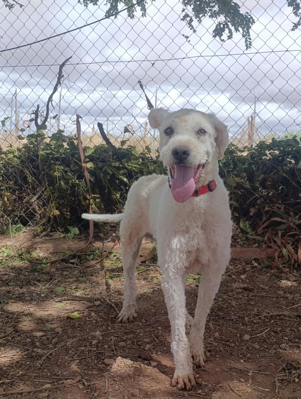 Adoption Toby