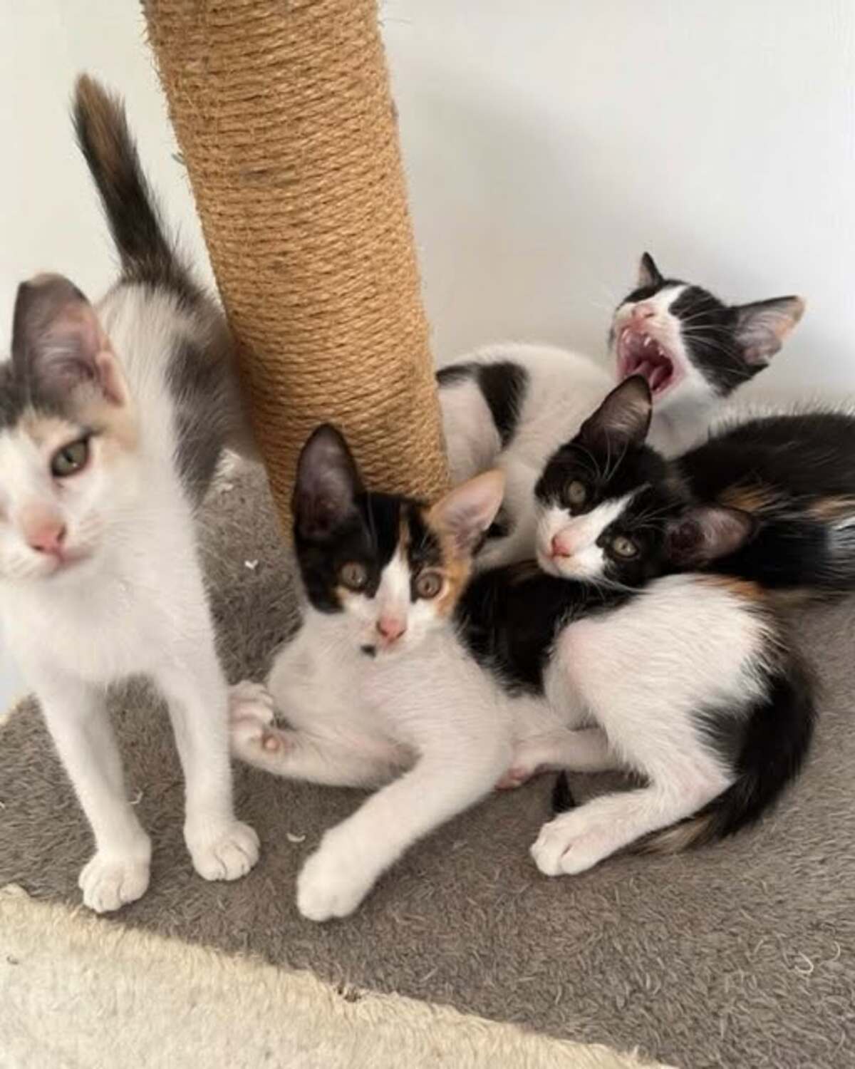 Adoption PATOUNE
