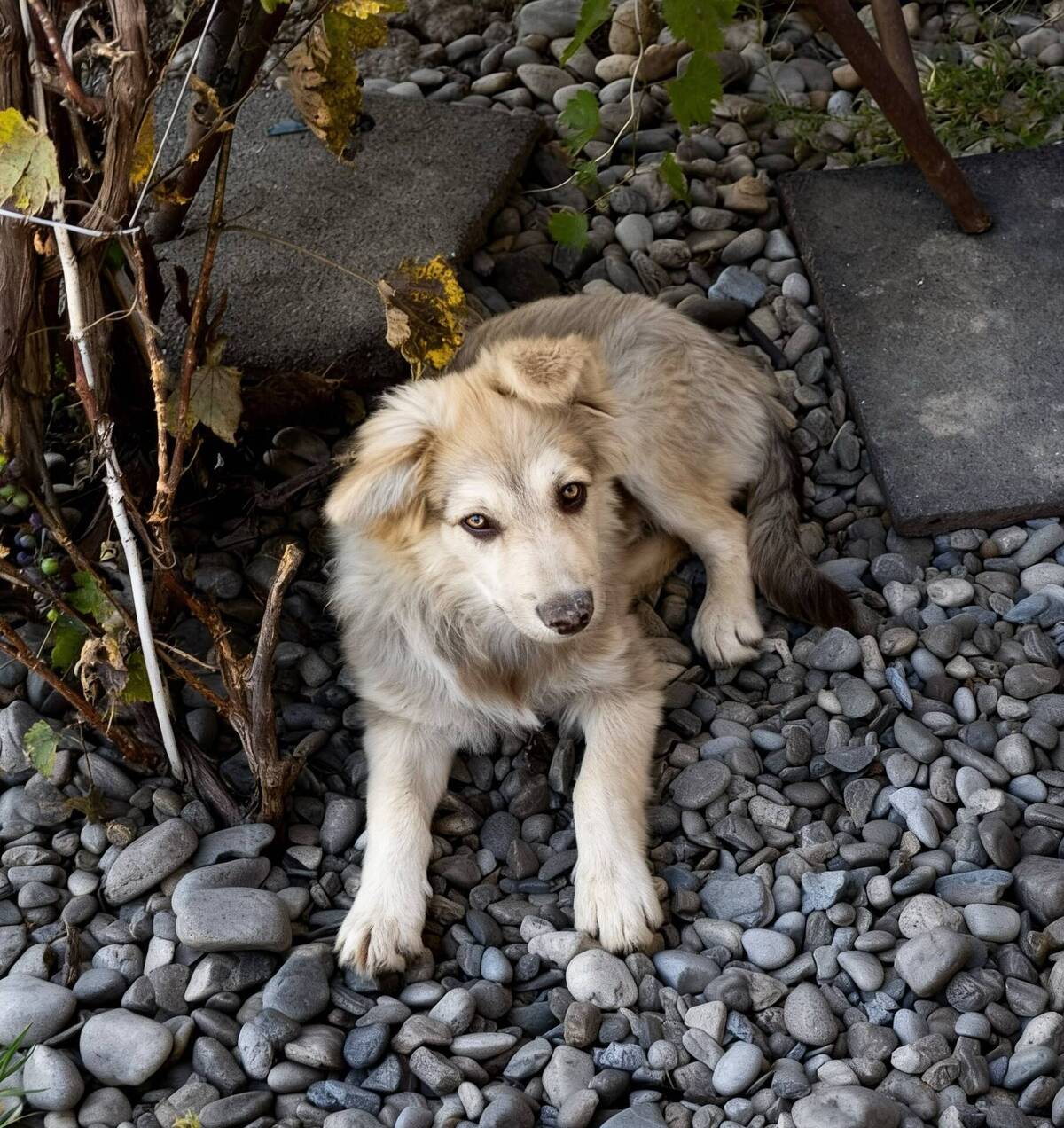 Adoption Brandy