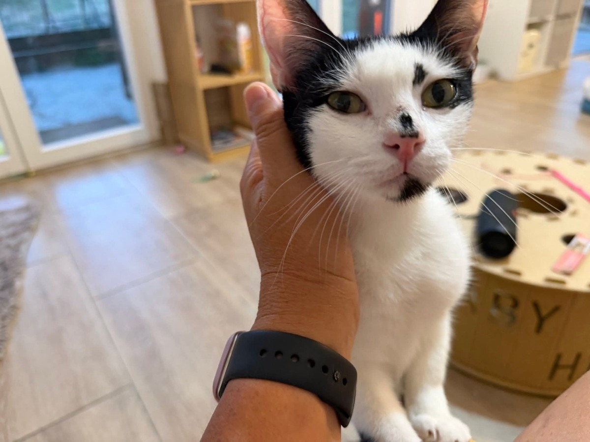 Adoption Bonheur de bounty