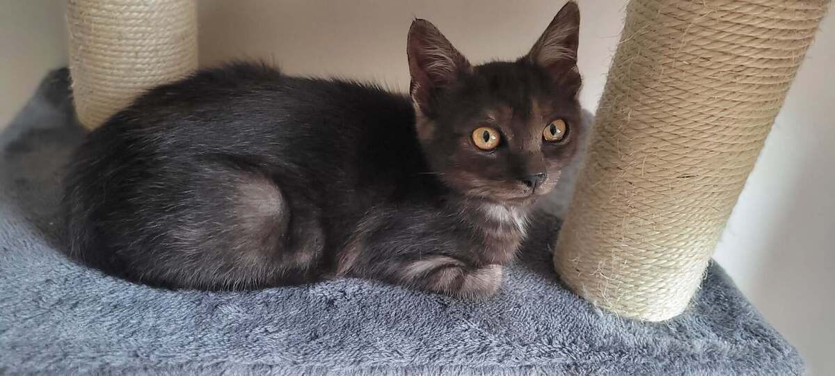 Adoption Balzac