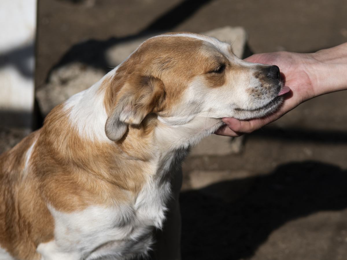Adoption Lazlo