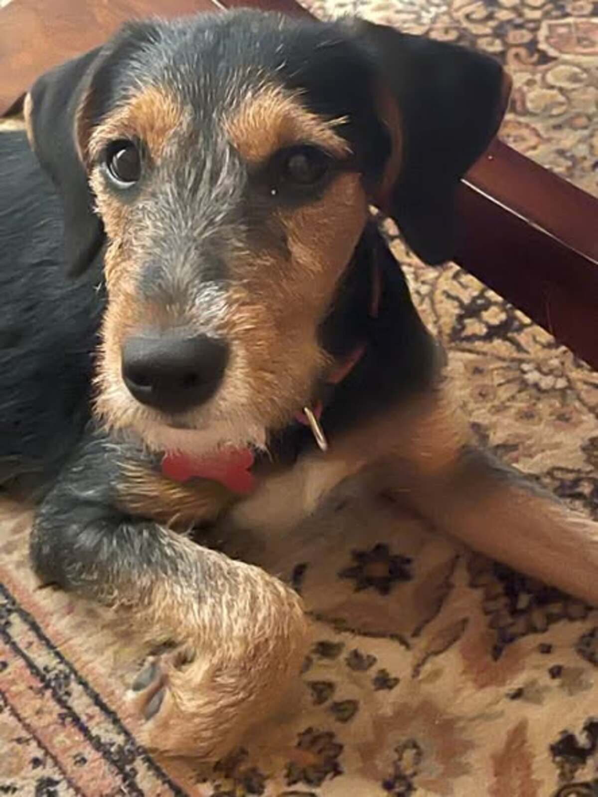 Adoption Belyne