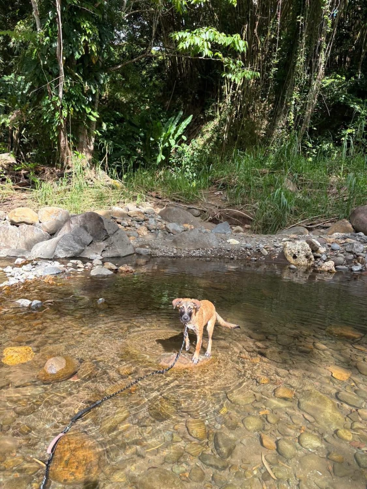 Adoption Soleya