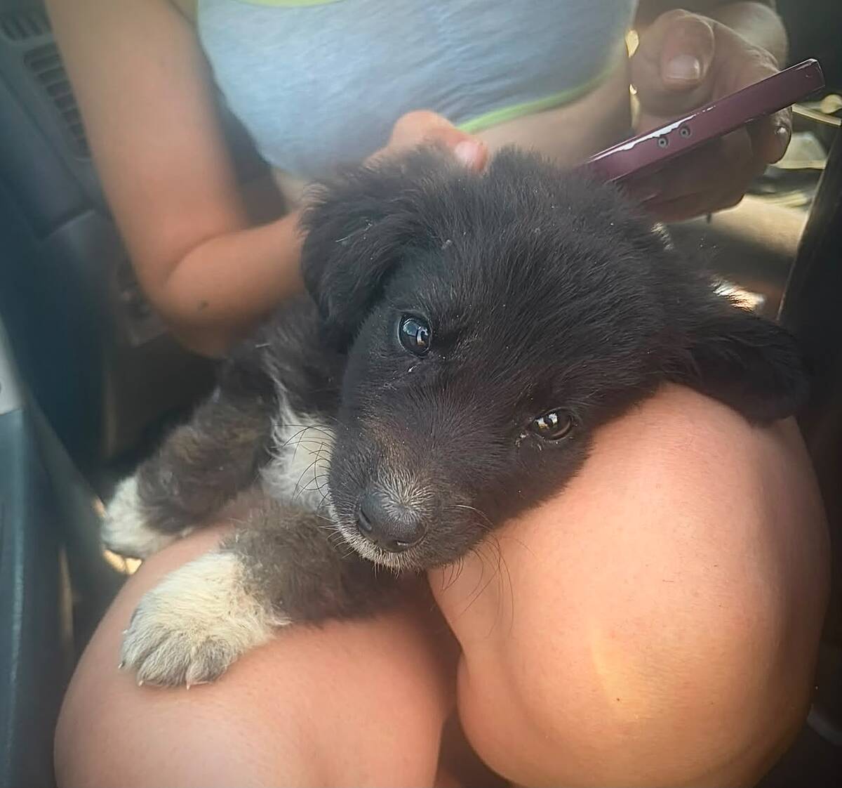 Adoption Jasmine