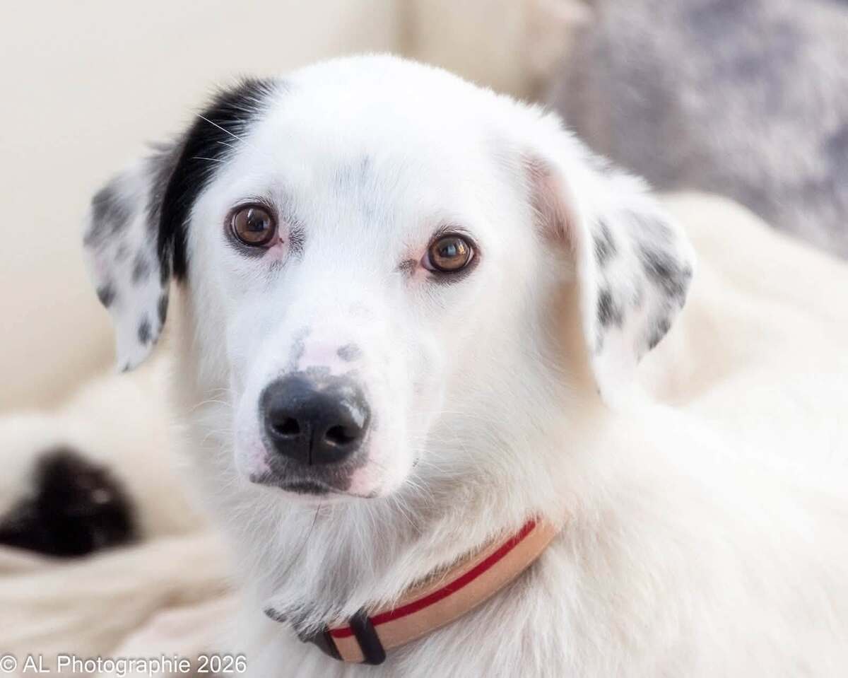 Adoption Elfe