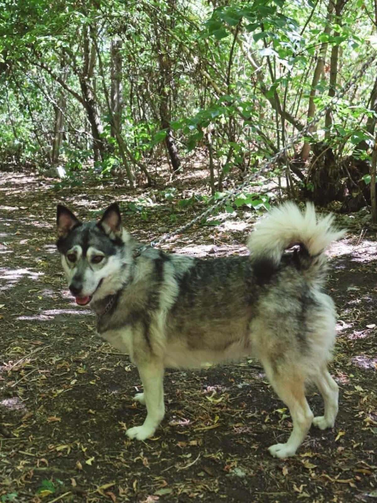 Adoption Amie
