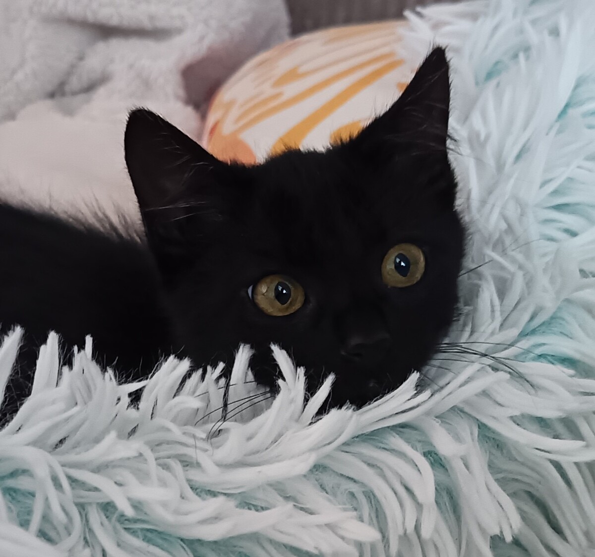 Adoption Bulma