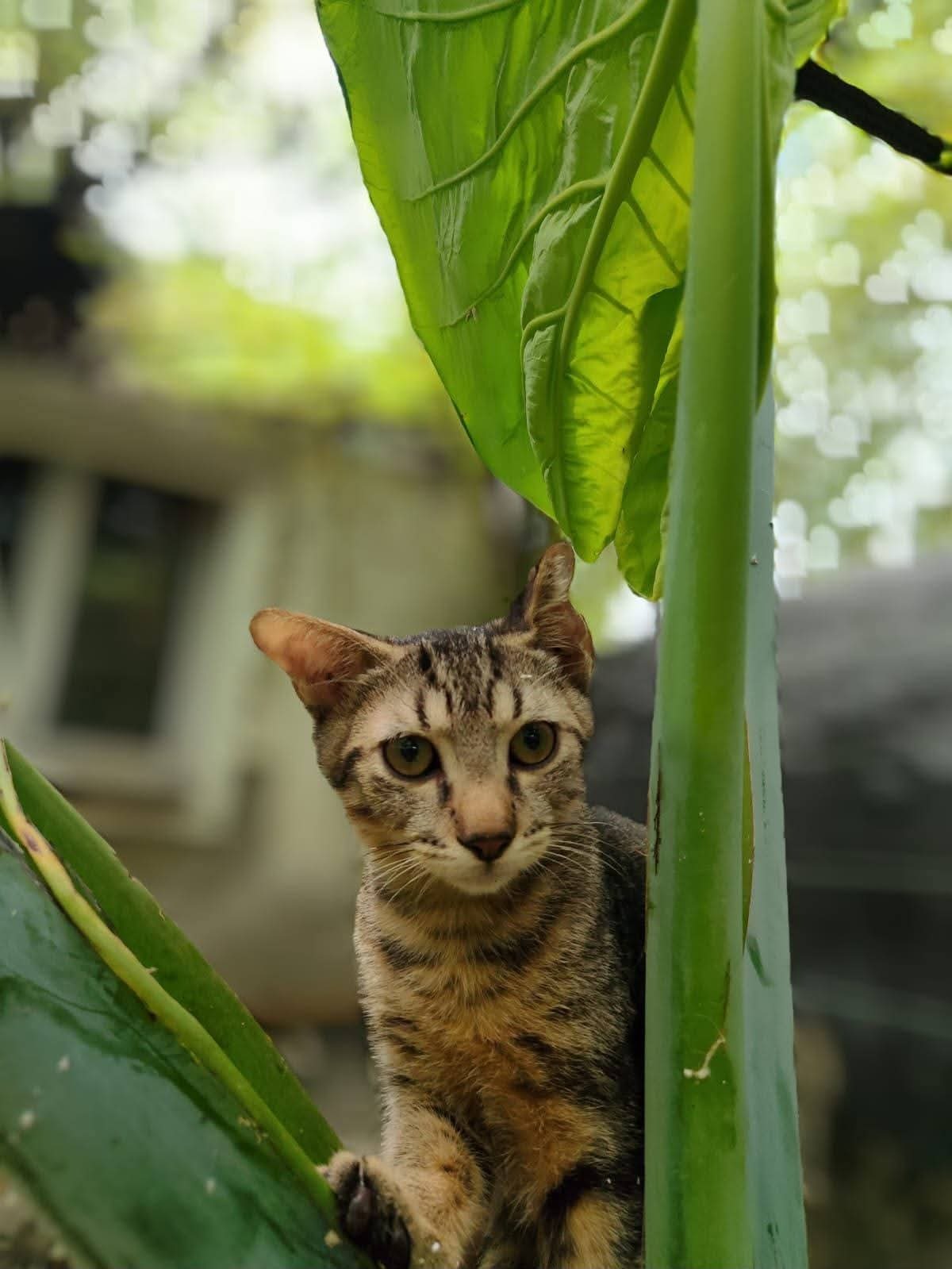 Adoption Bonbon