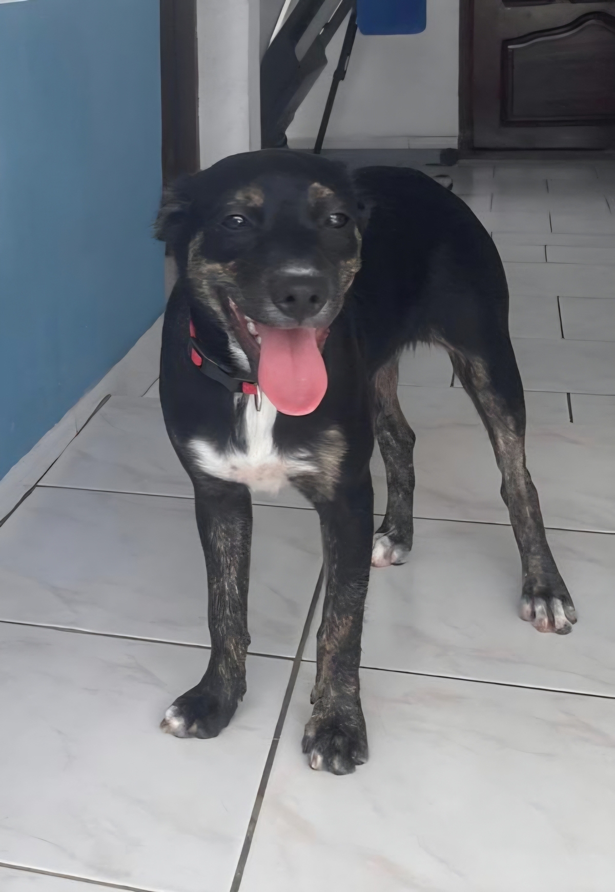 Adoption Tylia