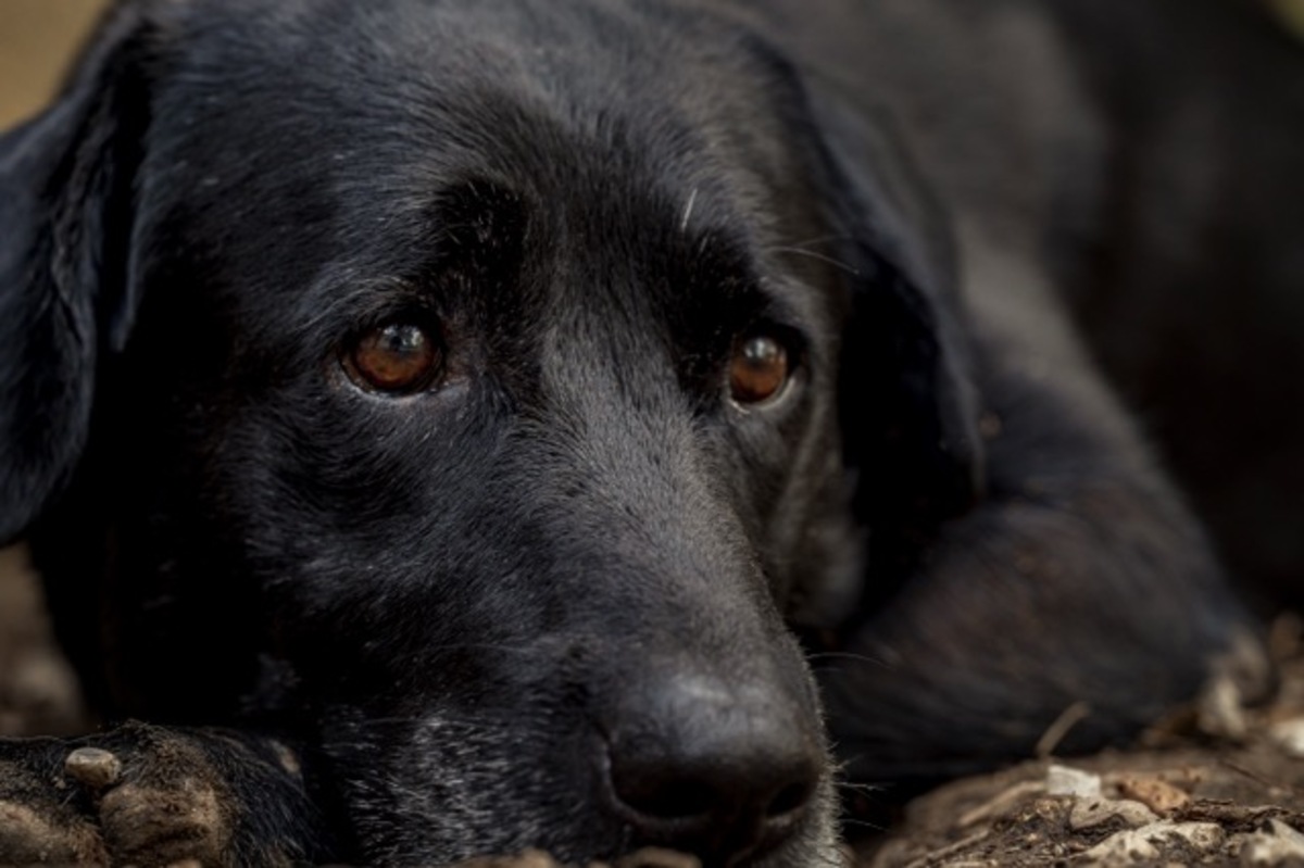 Adoption Moka