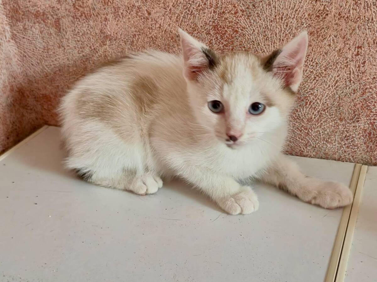 Adoption Peter 