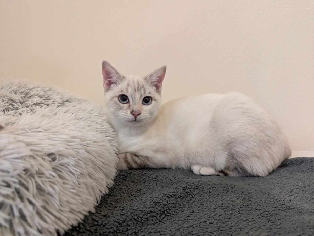 Adoption Roazhon