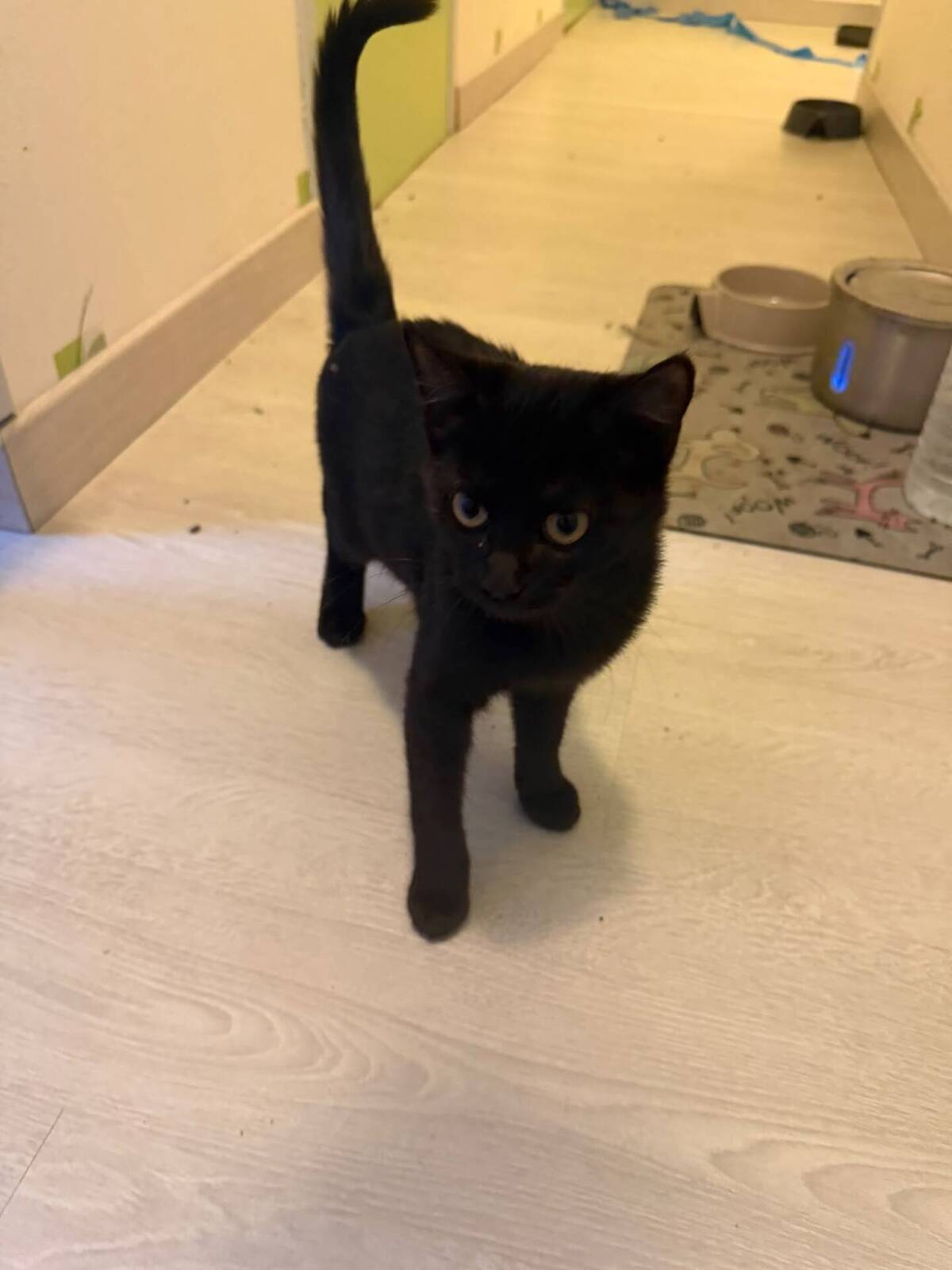Adoption Beryl