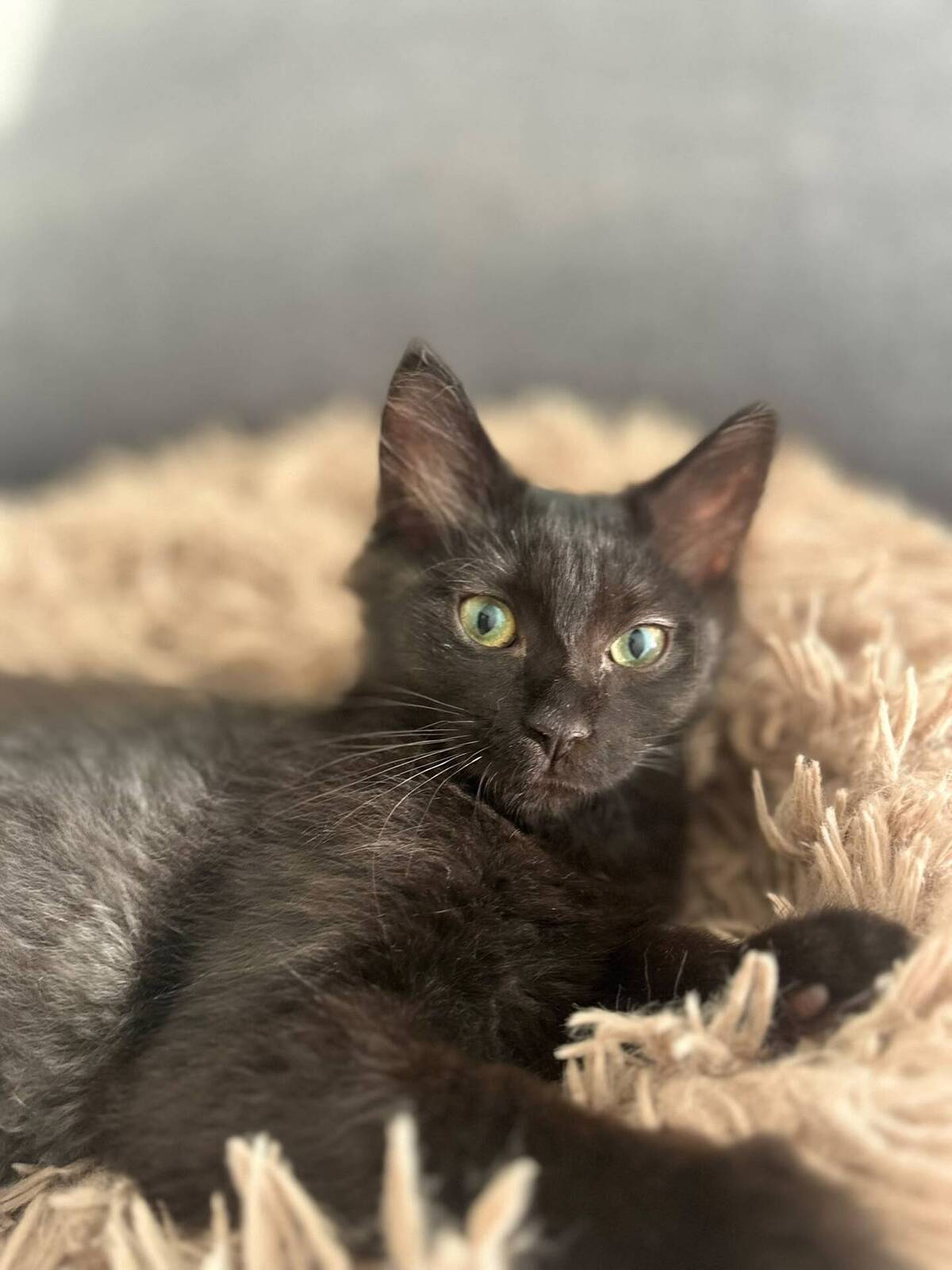 Adoption Lisette