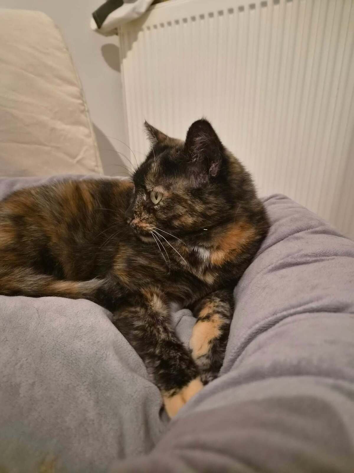 Adoption Duchesse