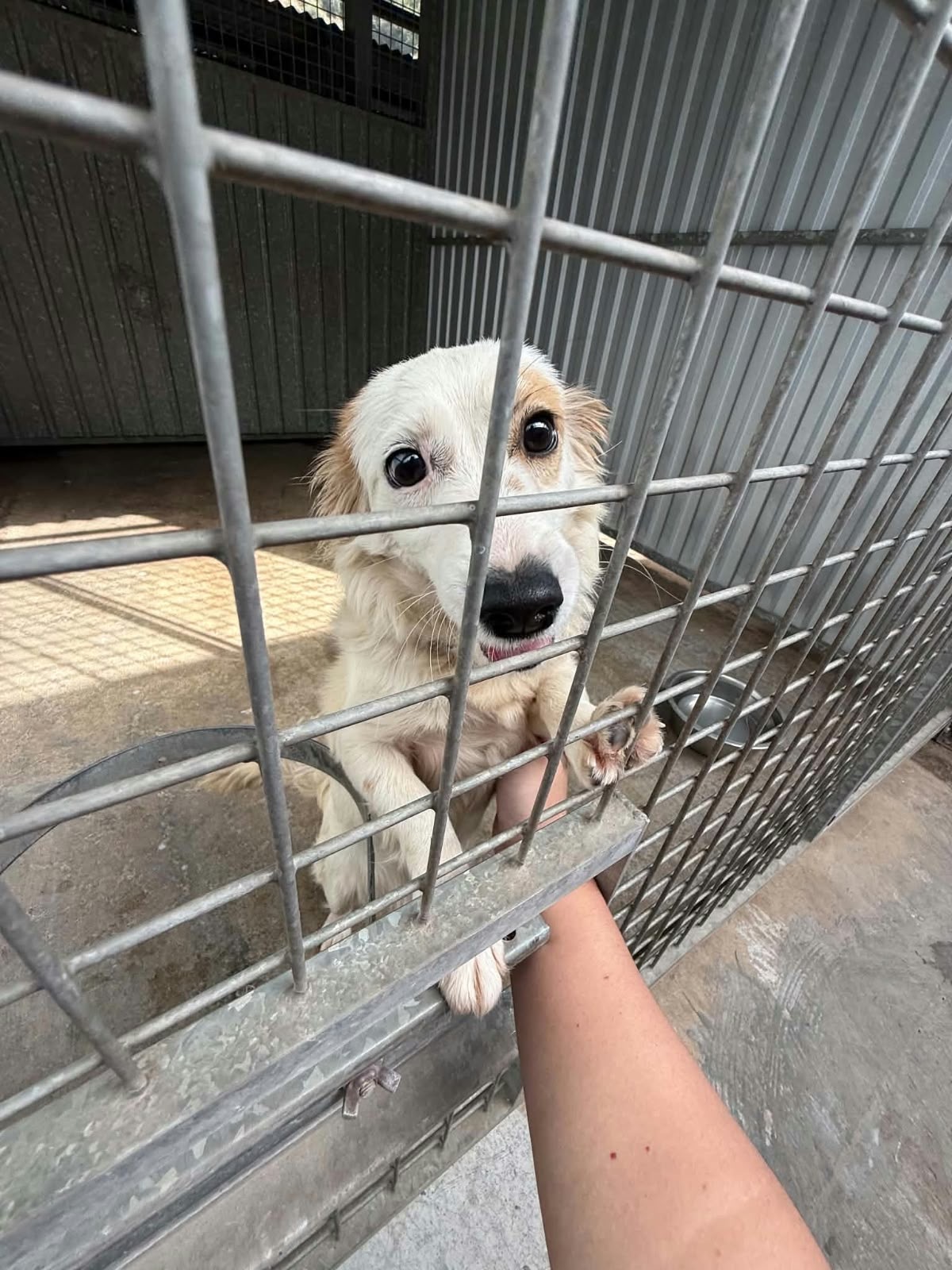 Adoption DOLCE