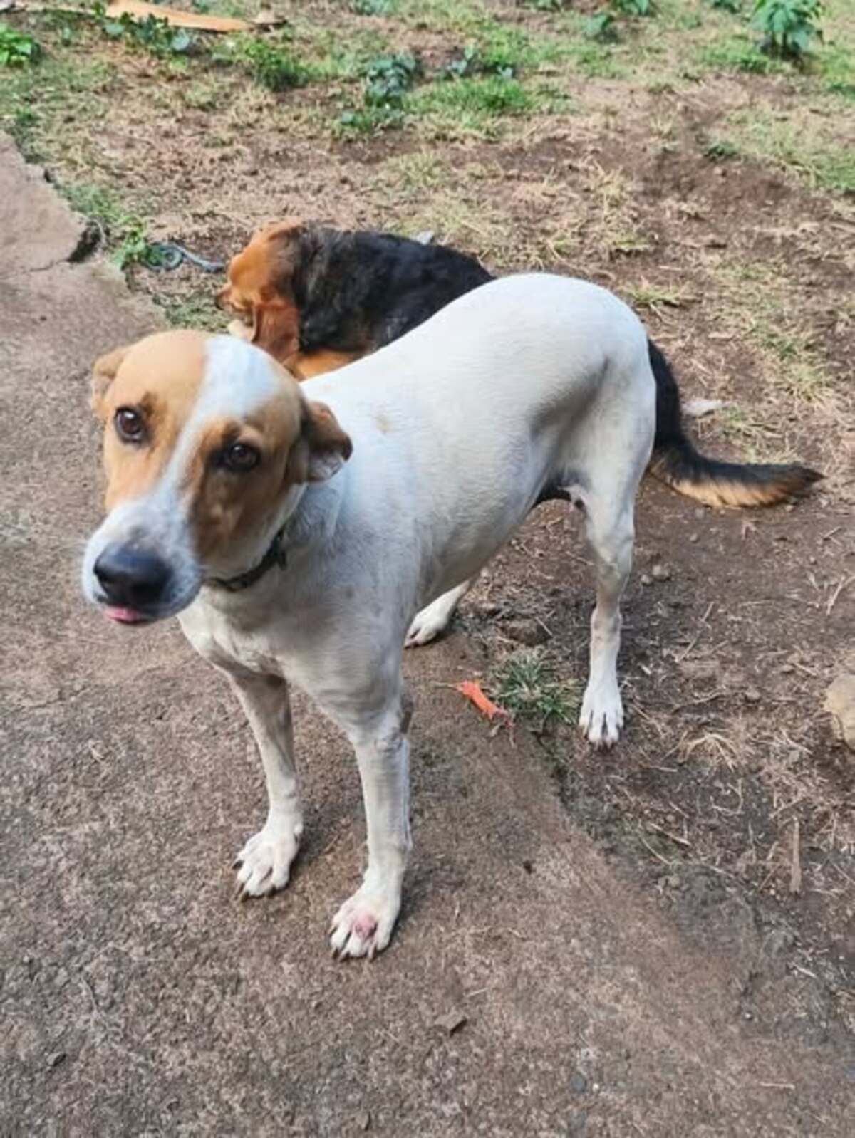 Adoption George