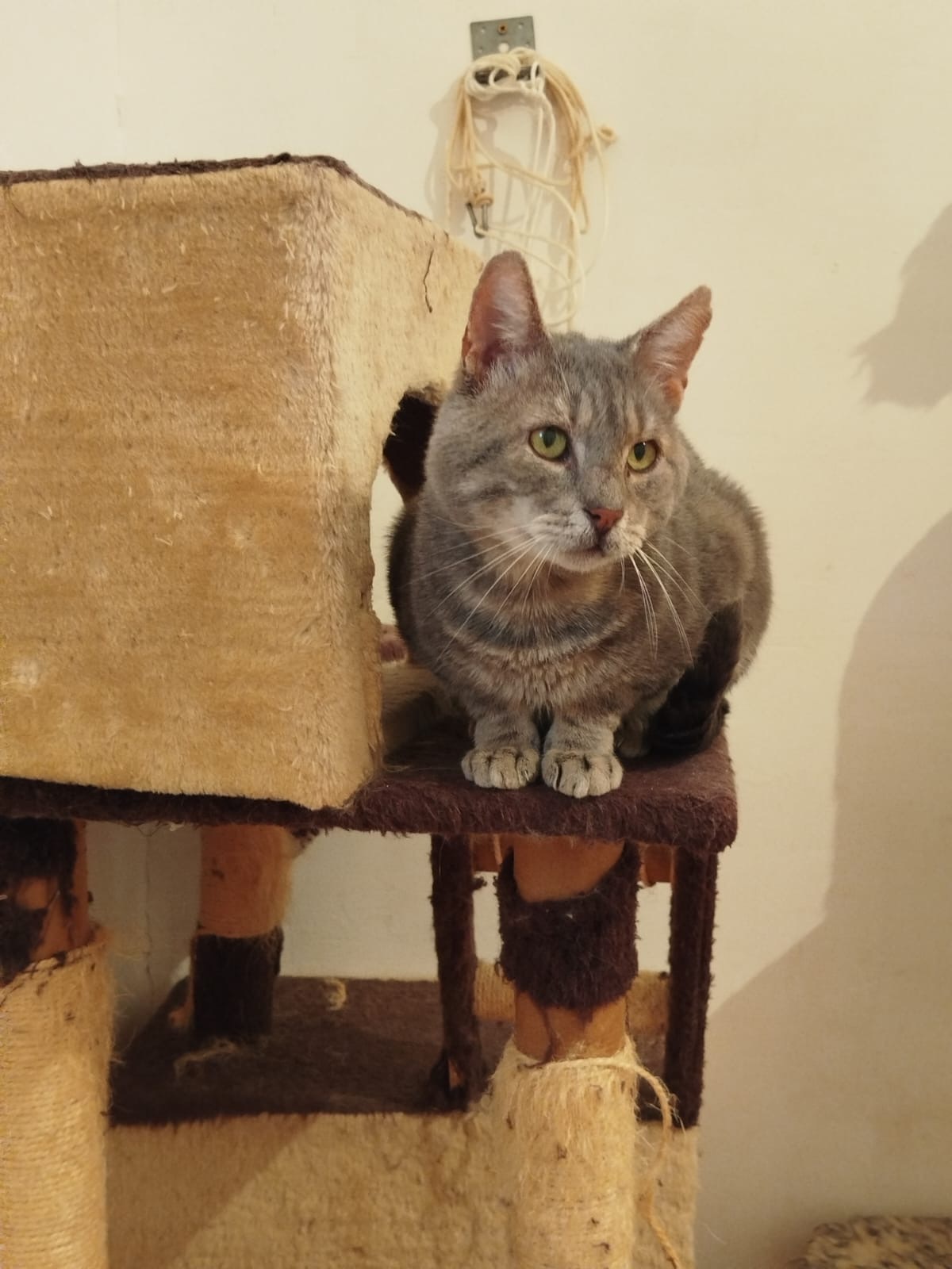 Adoption Virgule 
