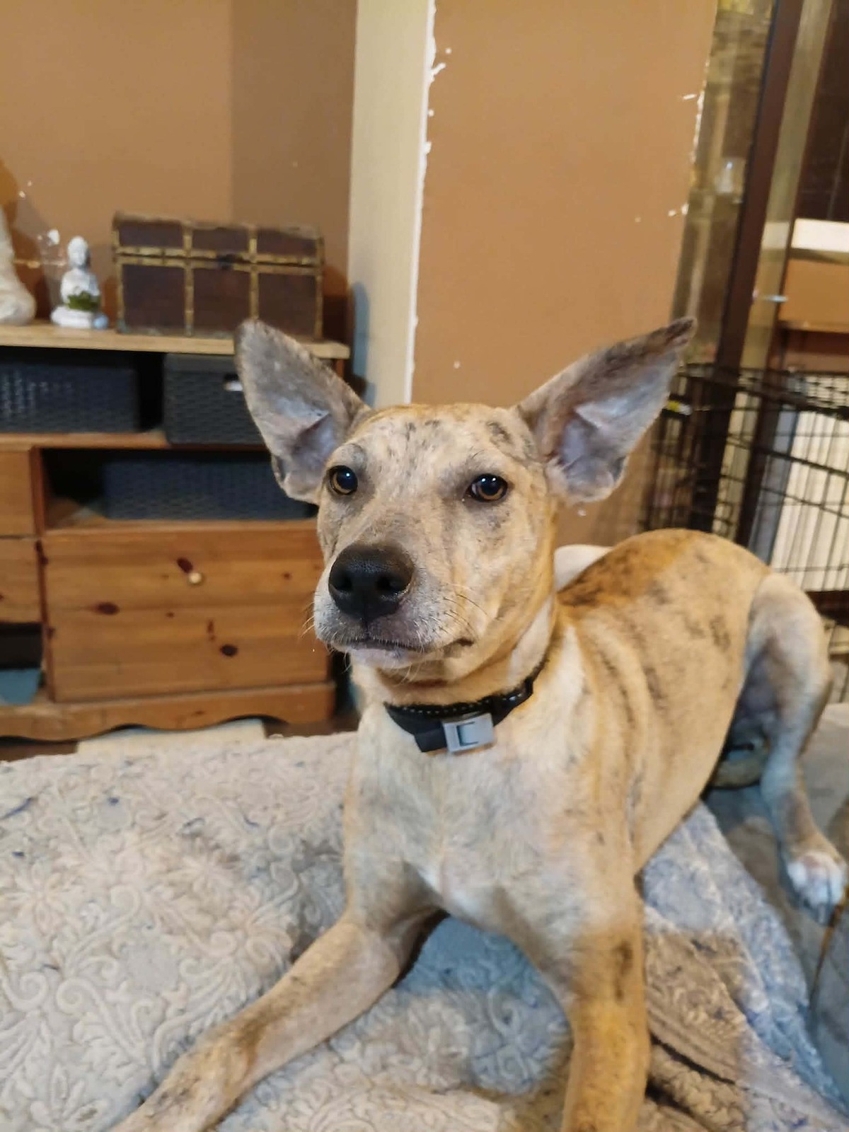 Adoption Bahia