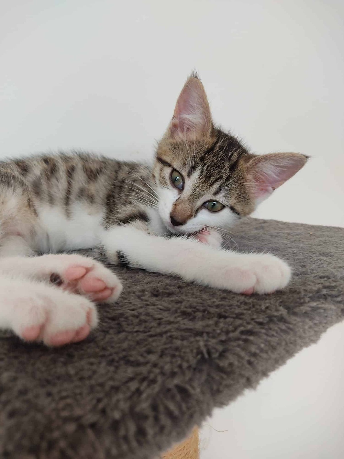 Adoption Blouma