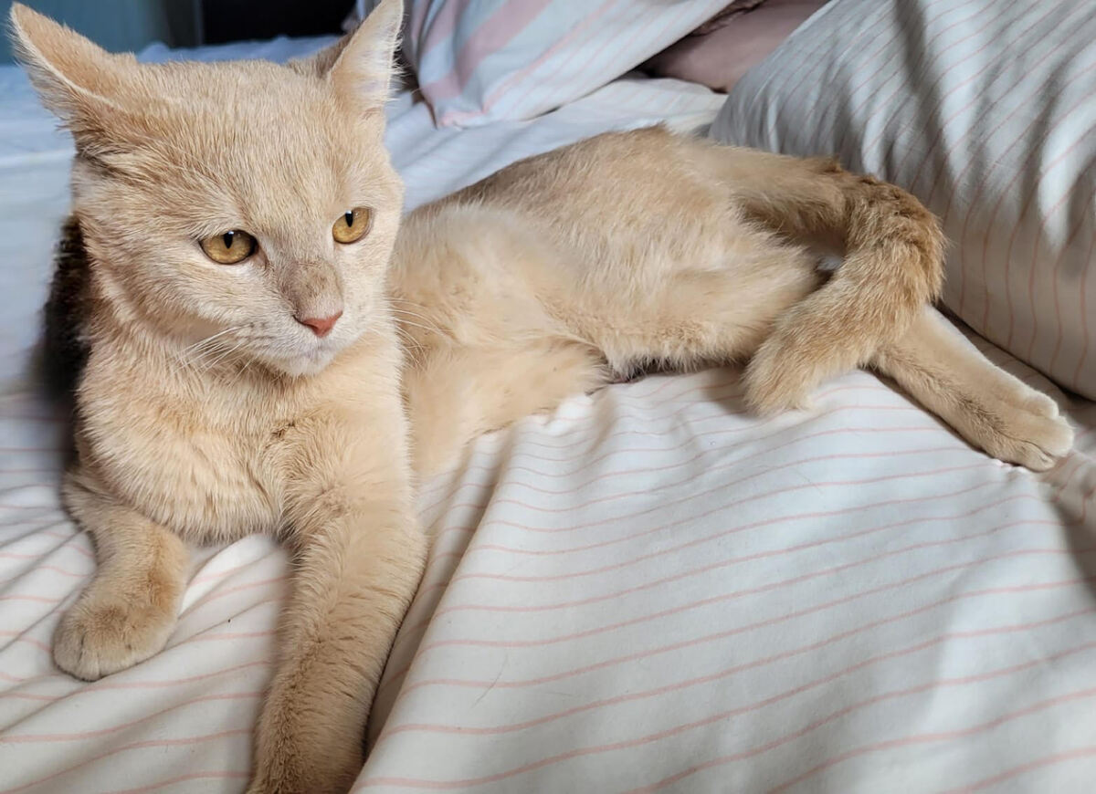 Adoption Cina