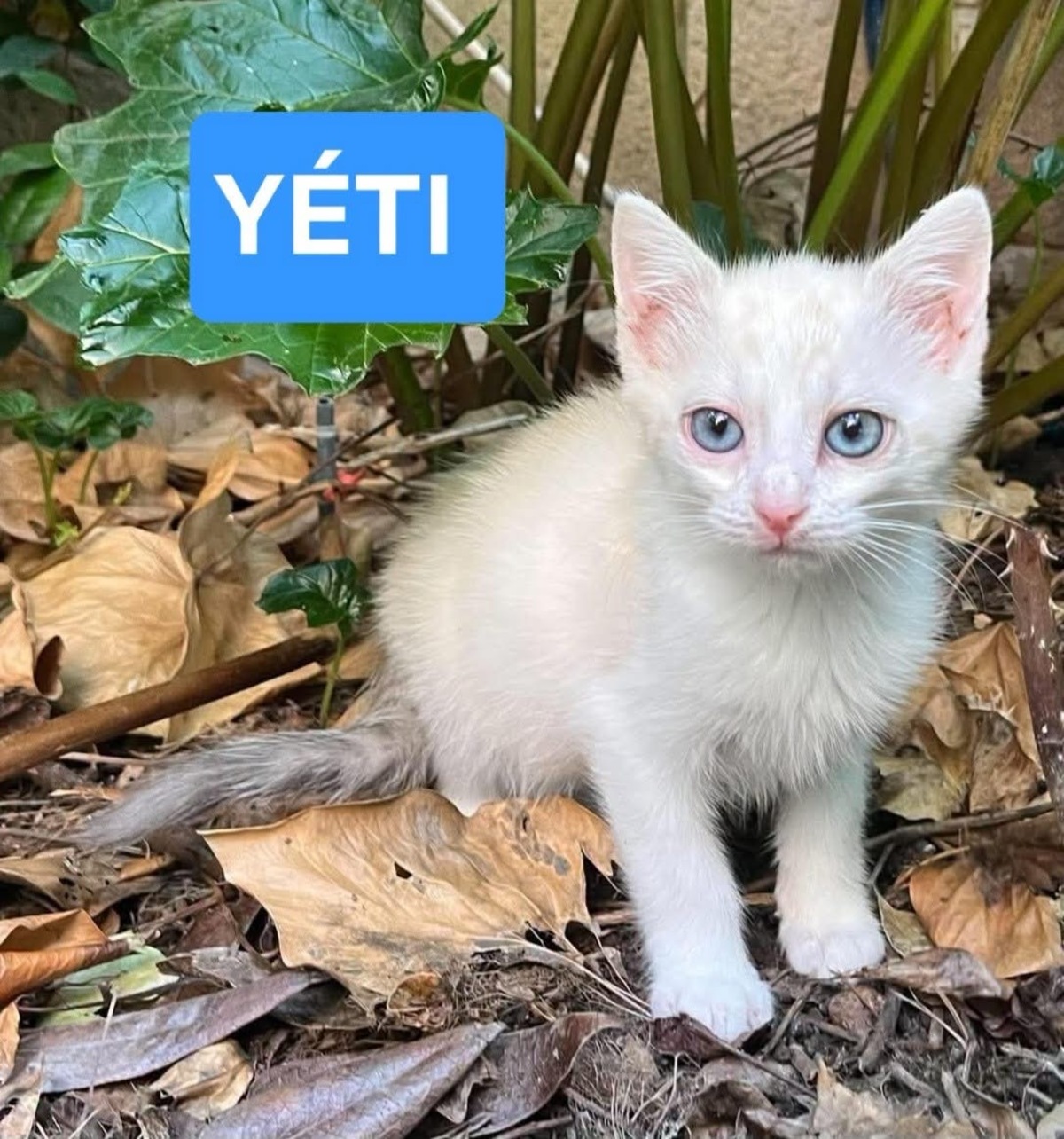 Adoption Éclair et Yéti Duo 