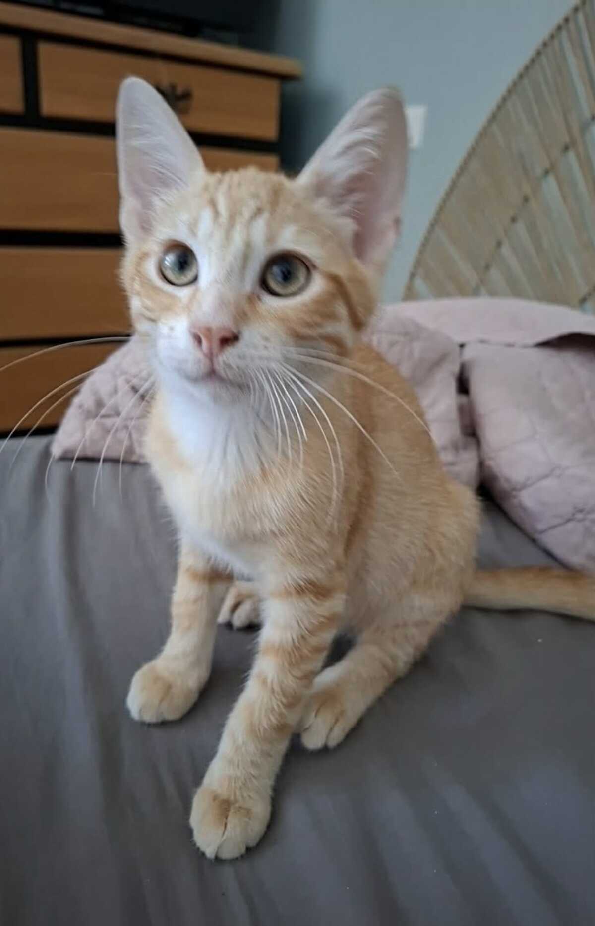 Adoption BILLY